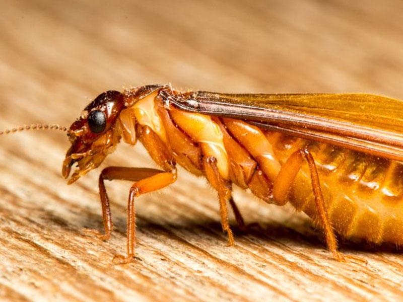 How to control termites?