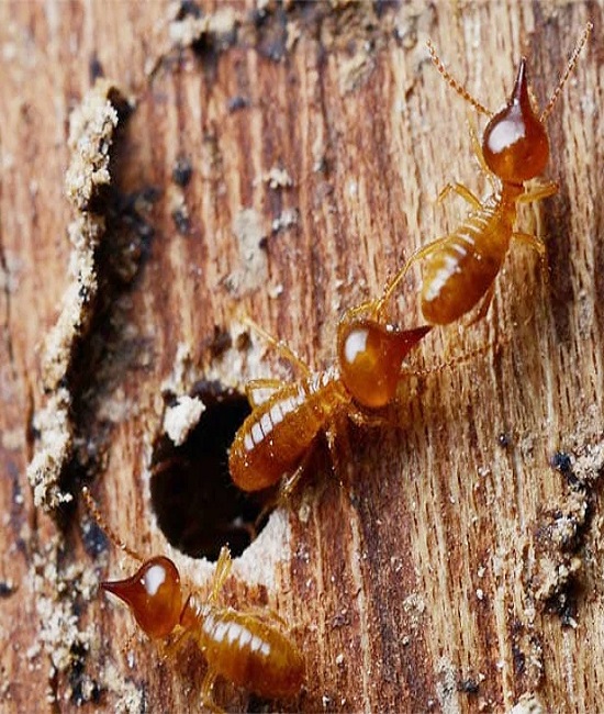 https://indopestexperts.com/wp-content/uploads/2025/05/Termites.jpg