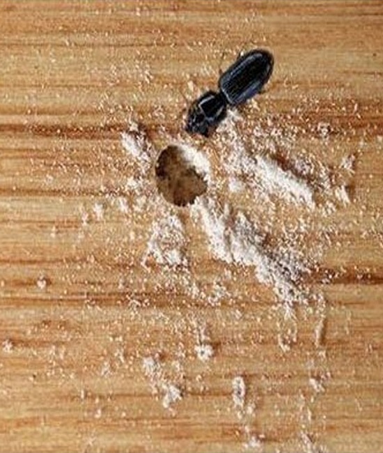 https://indopestexperts.com/wp-content/uploads/2025/05/Wood-Borer-Control.jpg