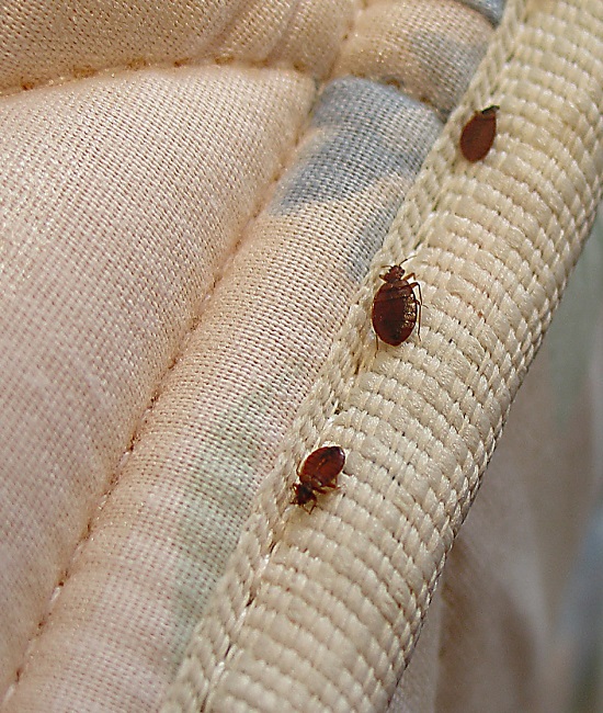 https://indopestexperts.com/wp-content/uploads/2025/05/bed-bug.jpg