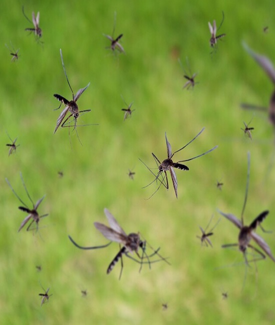 https://indopestexperts.com/wp-content/uploads/2025/05/mosquitoes.jpg